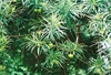 Shrub with very narrow, liner leaves and large green fruits.
