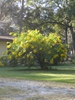 Cassia bicapsularis