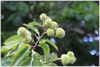 Immature fruits