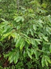 Castanea pumila