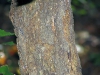 Castanea dentata