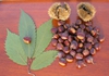 Leaves, burr, and nuts