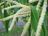 Male catkin