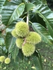 Castanea henryi