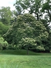 Castanea henryi