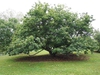 Castanea mollissima