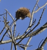 Spiky brown outer husk in Winter protecting nuts