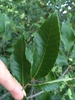 Leaf closeup