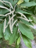 Leaves and male catkins