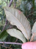 Underside of leaf