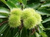 Castanea sativa