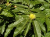 Castanea sativa