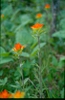 Castilleja coccinea