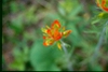 Castilleja coccinea