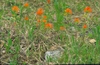 Castilleja coccinea