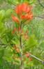 Castilleja coccinea