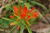 Castilleja coccinea