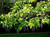 Catalpa bignonioides