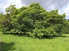 Catalpa bignonioides 