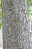 Catalpa speciosa