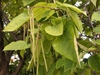 Catalpa speciosa