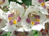 White flowers with purple speckles and a yellow streak in throat