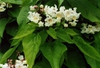 Catalpa speciosa