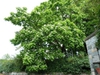 Catalpa speciosa