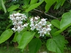 white tubular flowers with purple speckles. Large green leaves.