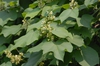 Catalpa ovata