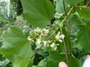 Pale yellow tubular flowers and large leaves.