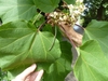 Pale yellow tubular flowers and large leaves.