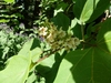 Pale yellow tubular flowers and large leaves.