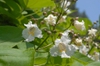 Catalpa speciosa