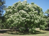 Catalpa speciosa - large tree in bloom