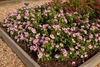 Compact plants covered in pink flowers with darker eyes