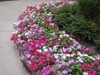 A mixed border of colorful, compact cultivars.