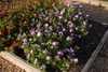 Compact; lavender flowers with large white eye