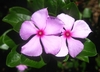 close up of 2 pink, pinwheel flowers with dark pink eyes.