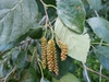 Catkins in August in Seashore State Park, Delaware