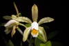Cattleya forbesii ‘Prazer’