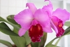 Pair of classic purple corsage orchids with frilly dark lip