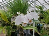 White flowers and green leaves on wood in a greenhouse