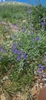 Caryopteris mongholica Form in July