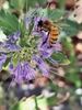 Caryopteris Incana Flower closeup in September