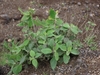 Form in July