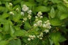 Ceanothus americanus