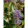 'Minmari' bloom