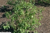 Form