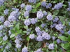Ceanothus thyrsiflorus